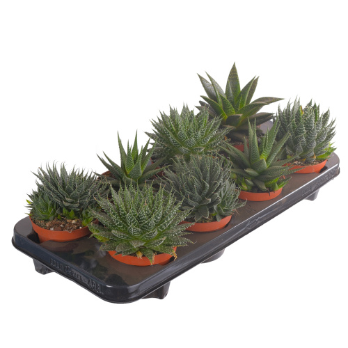 алоэ микс 15/10 см