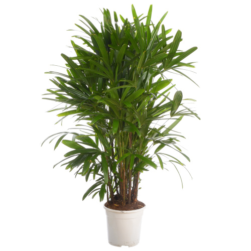 Рапис эксцелза 130/24 см