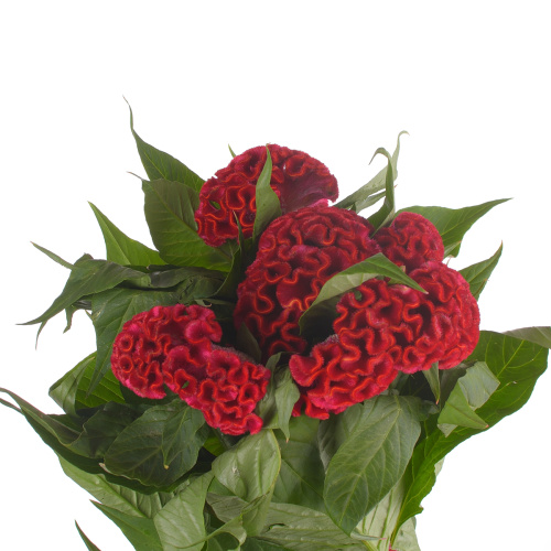целозия дара (5 шт)