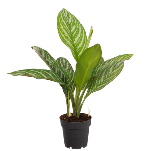 Аглаонема страйп 40/14 см