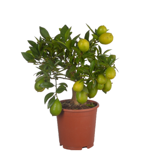 Цитрус флоридана 40/14 см