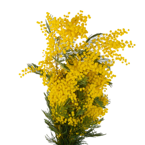  мимоза (банч)