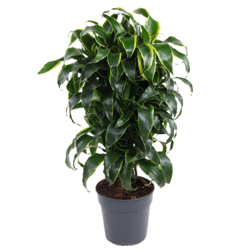 Драцена дорадо 90/24 см