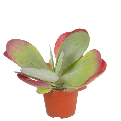 Каланхое фирзифлора 15/8 см