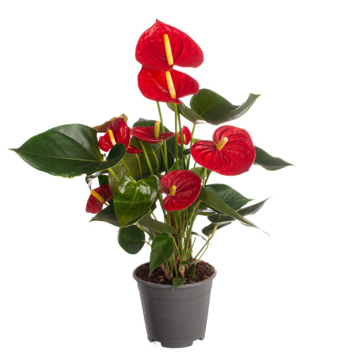 Антуриум тремендо 45/14 см