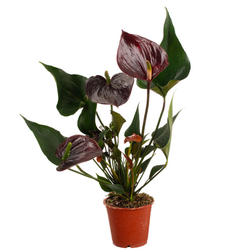 Антуриум париж 40/12 см