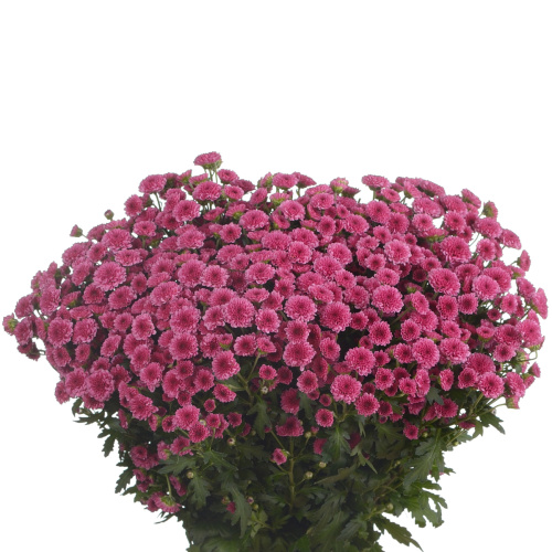 Сантини мадиба пинк тиоло (25 шт)