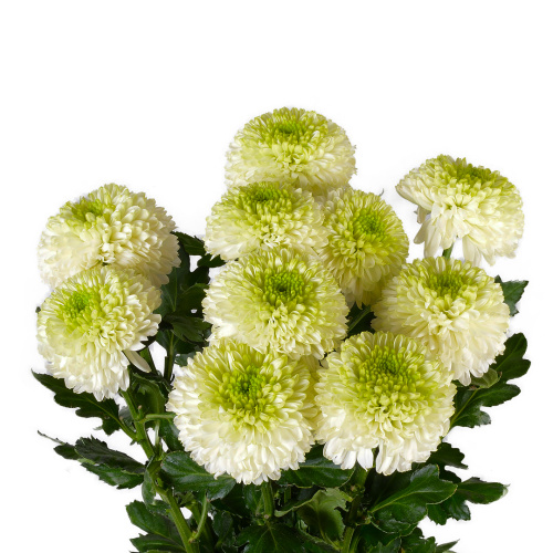 алибаба одн. (10 шт)