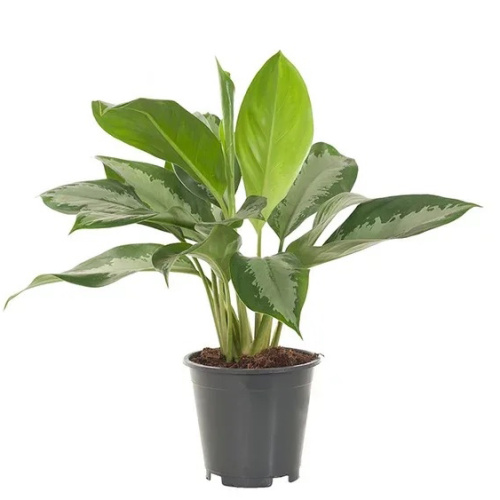 Аглаонема даймонд бэй 55/17 см