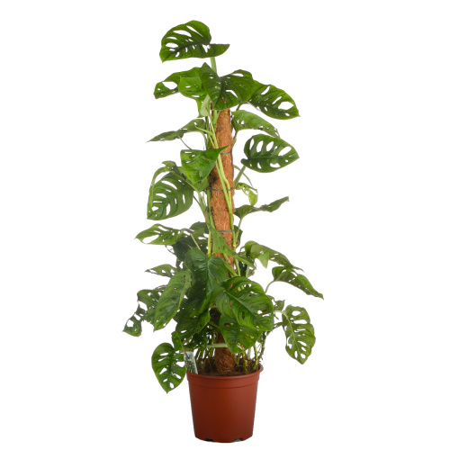 Монстера манки маск 80/19 см