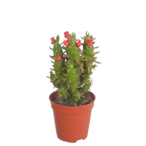 Кактус опунция субулата 10/5 см