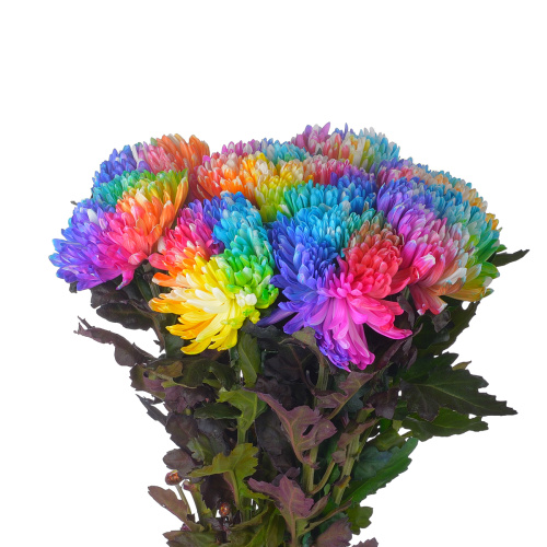 Антонов крашеный одн. (10 шт)