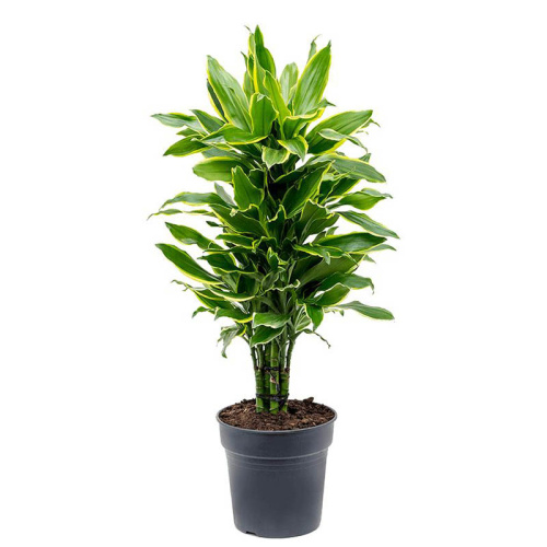 Драцена голден кост верт 80/24 см