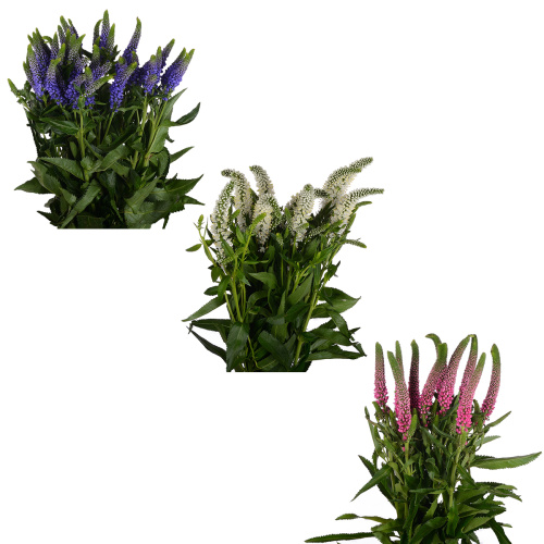 Вероника (10 шт) разные цвета