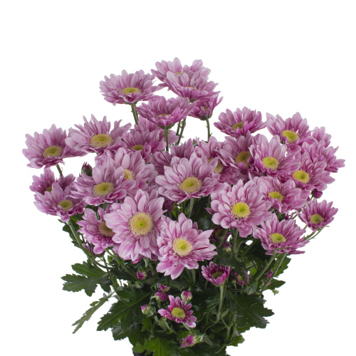 сиренити свит куст. (5 шт)