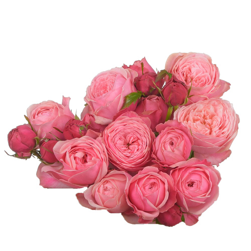 Сильва пинк куст. (5 шт) рм