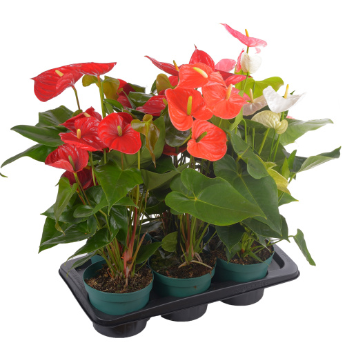 Антуриум микс 65/17 см