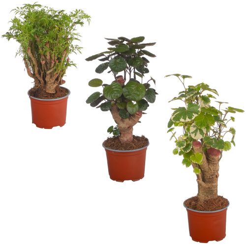 Полисциас микс 40/12 см