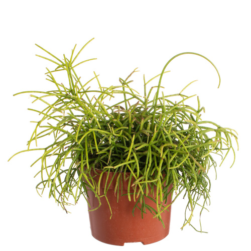 Рипсалис бацифера оазис 20/12 см