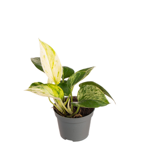 Эпипремнум марбл квин 15/6 cv