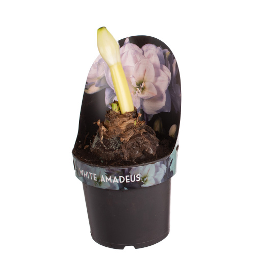 Гиппеаструм амадеус уайт 2 цв 25/17 см