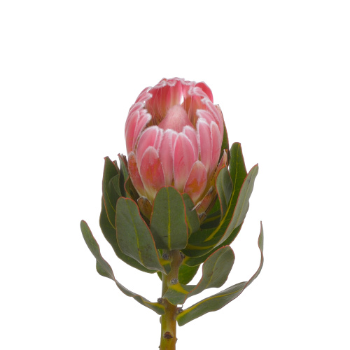 Протея Карнивал (1 шт)