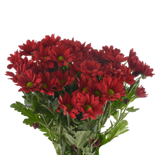 Бонтемпи куст. (5 шт)