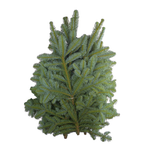 Лапник (Нобилис) 4 кг