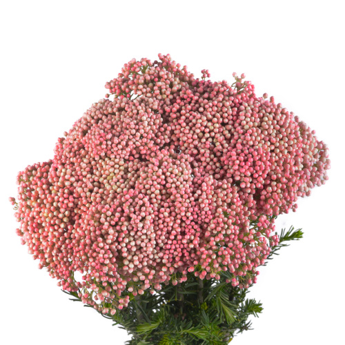 Озотамус Кукс Толл Пинк (10 шт)