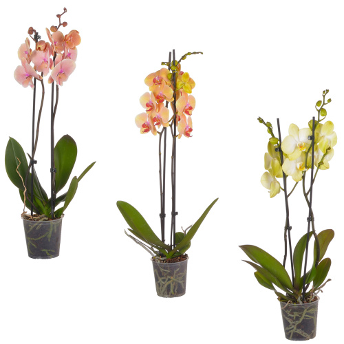 Орхидея фаленопсис йеллоу-оранж микс 2 цв 70/12 см