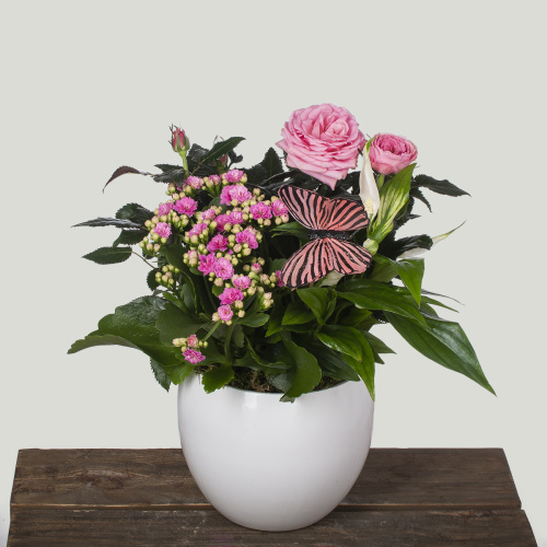 Композиция из растений 11