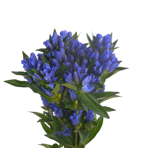 жентиана синяя (10 шт)