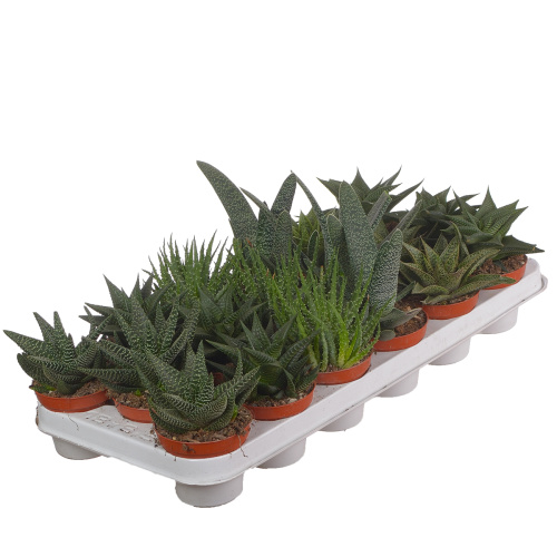 Алоэ микс 15/8 см