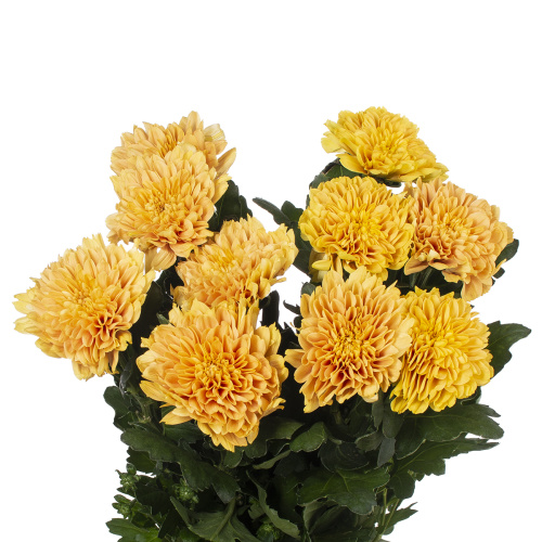 Калимба оранж хризантема одноголовая (10 шт)