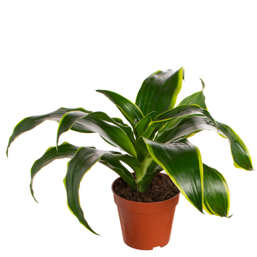 Драцена дорадо 25/12 см