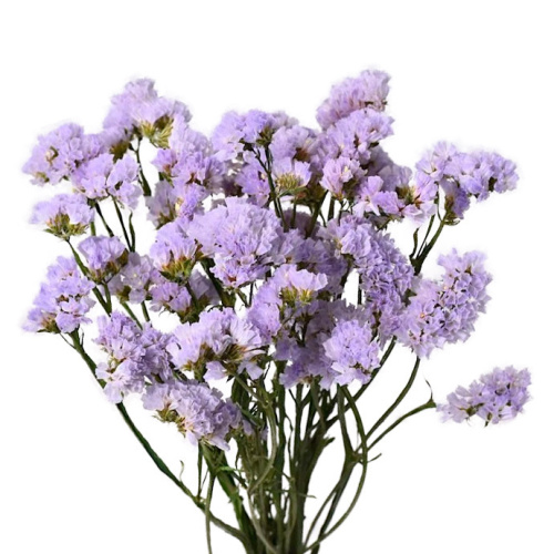 Статица милка (25 шт)