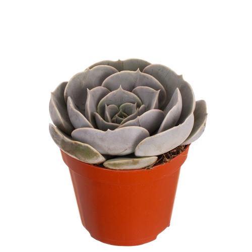 Эхиверия поллюкс 10/8 см