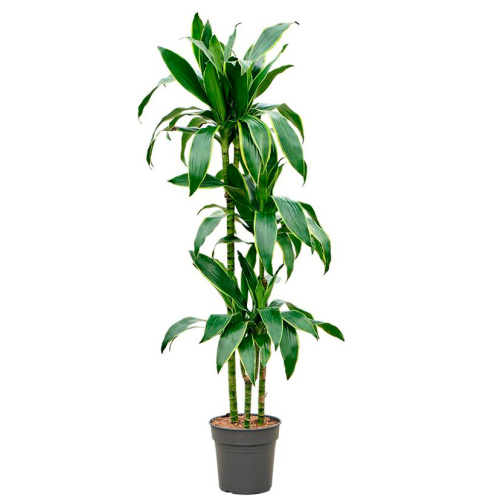 Драцена артуро (90+60+30) 160/24 см