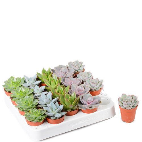 эхиверия микс 10/5 см