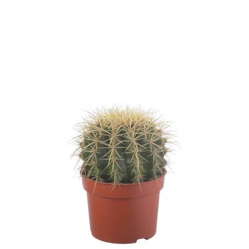 Кактус грузони 15/10 см