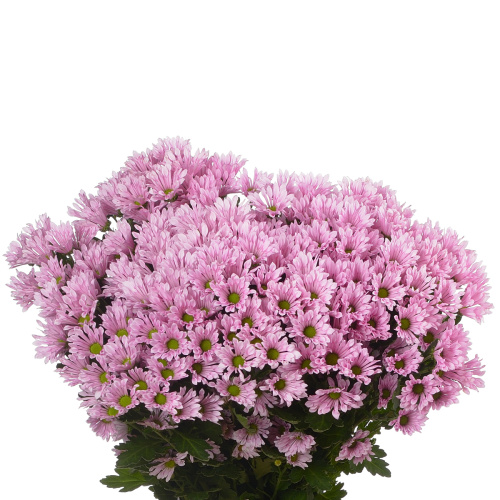 Сантини блуфф (25 шт)