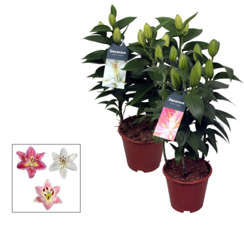 Лилия микс 40/13 см