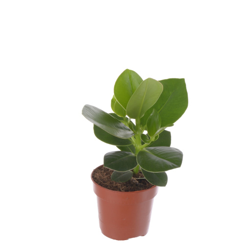 Клюзия розеа принцесс 35/12 см