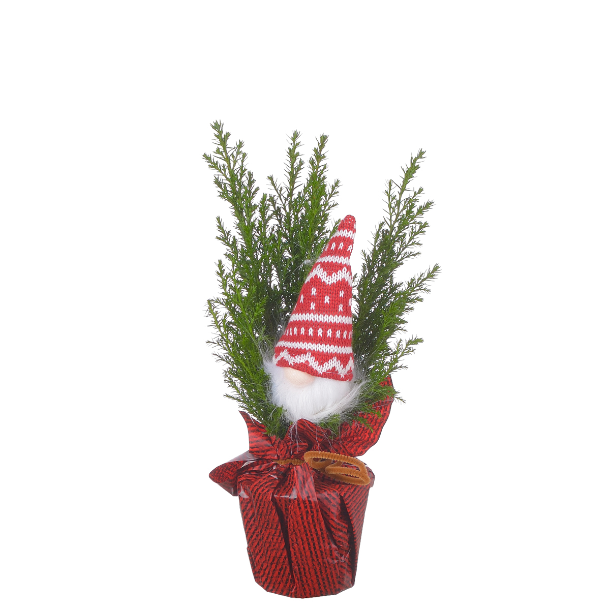 горшечные растения