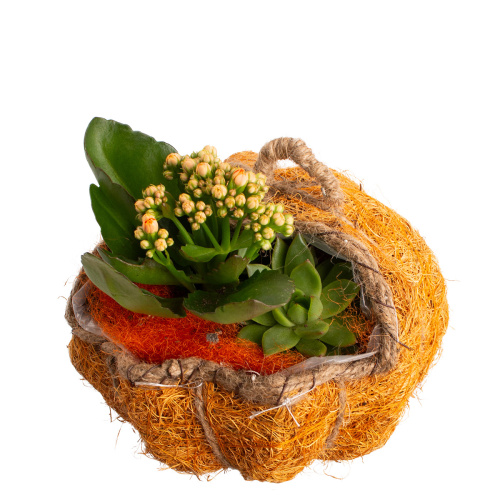 Композиция плант 20/18 см