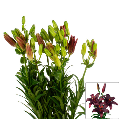 Лилия азиатская дарк секрет (10 шт)