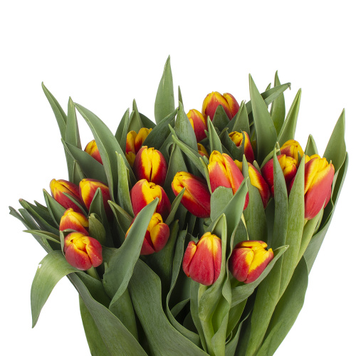 Тюльпан рейди (25 шт)