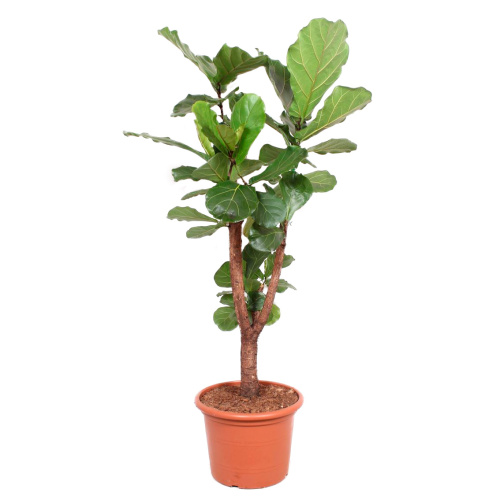 Фикус лирата штамб 180/45 см