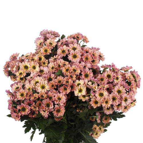 Сантини инь янь смоук (25 шт)