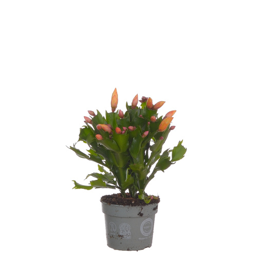 Шлюмбергера йеллоу 25/9 см